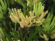 Podocarpus macrophyllus flower.jpg