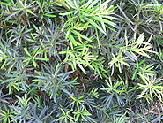 Podocarpus macrophyllus var maki 3.jpg