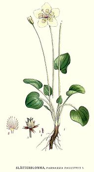 278 Parnassia palustris.jpg