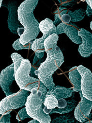 Campylobacter.jpg