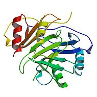 PBB Protein PF4 image.jpg