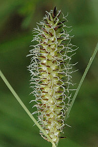 Carex.rostrata4.-.lindsey.jpg