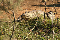 Djoudj - Crocodile (2).JPG