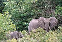 Elephants at shimba.jpg