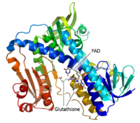 Glutathione reductase.png