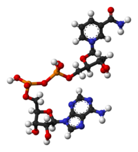 Никотинамидадениндинуклеотид: вид молекулы