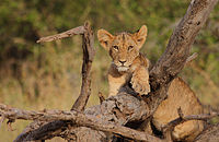 Panthera leo -Buffalo Springs National Park, Kenya -cub-8.jpg