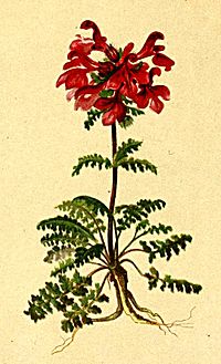 Pedicularis verticillata Atlas Alpenflora.jpg