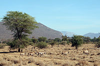 Reserve samburu paysage.jpg