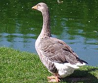 Toulouse Goose.JPG