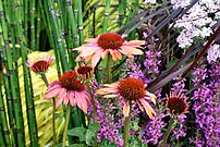 Echinacea purpurea 'Sundown'.jpg