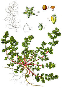 Herniaria glabra Sturm2.jpg