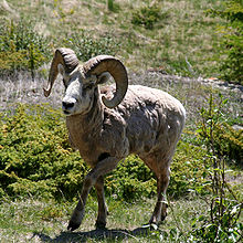 BigHorn Sheep in Alberta CA.jpg