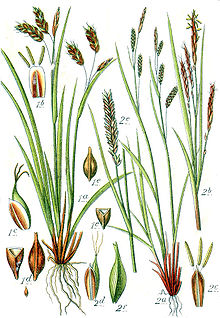 Carex spp Sturm48.jpg