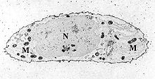Chondrocyte- calcium stain.jpg