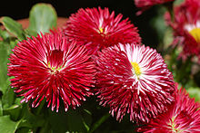 Daisy Bellis perennis 'Habanero Red' Flowers 3000px.jpg