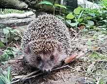 Hedgehog in Biryulyovskiy Arboretum.jpg
