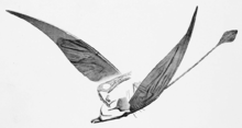 Rhamphorhynchus wing preservation diagram.png