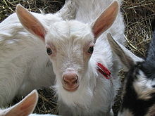 Small goat.jpg