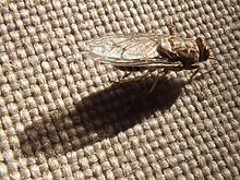 TseTse fly in Tanzania 3465 cropped Nevit.jpg