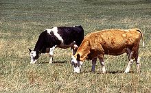 Two cows grazing.jpg
