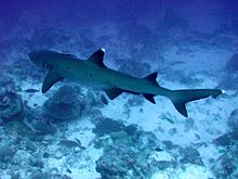 Whitetip reef shark.JPG