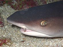 Whitetip reef shark head.JPG