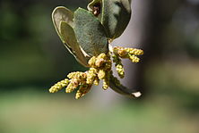 Quercus ilex Male catkins.JPG