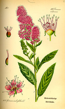 Illustration Spiraea salicifolia0.jpg