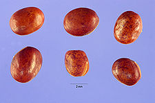 Lapr 002 shp (Lathyrus prantensis seeds).jpg