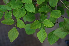 Akebia trifoliata leaf.jpg