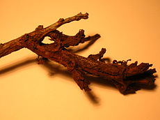 Deformed Blackthorn branch with Taphrina pruni.JPG
