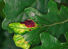 Taphrina caerulescens Quercus alba.jpg