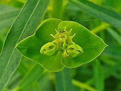 Euphorbia esula 003.JPG