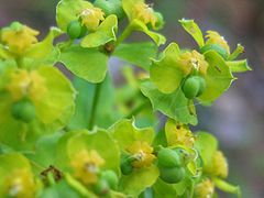 Euphorbia esula bluete.jpeg