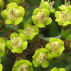 Euphorbia ingens cyathia.jpg