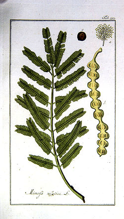 Acacia-nilotica.jpg