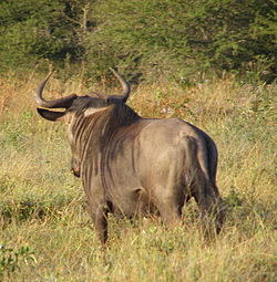 Blue wildebeest from rear.jpg