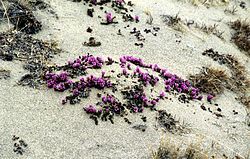 Bylot Purple Saxifrage 1995-06-13.jpg