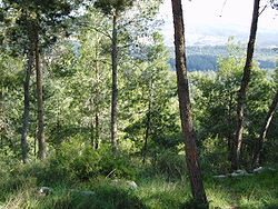 Eshtaol Forest 3.jpg