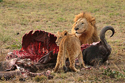 Male Lion and Cub Chitwa South Africa Luca Galuzzi 2004.JPG