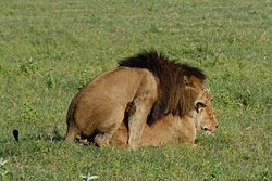 Panthera leo -Ngorongoro Conservation Area, Tanzania -mating-8.jpg
