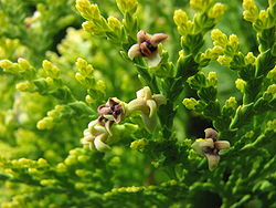 Platycladus orientalis Immature Cones.jpg