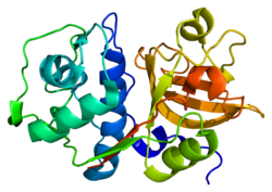 Protein CTSS PDB 1glo.png