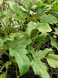 Starr 080117-1608 Philodendron sp..jpg