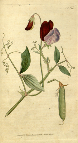 The Botanical Magazine, Plate 60 (Volume 2, 1788).png