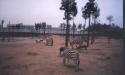 Zebra in zoopark.jpg