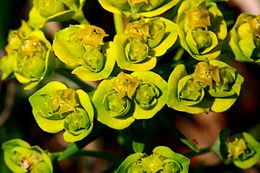 Euphorbia cyparissias ENBLA03.jpeg
