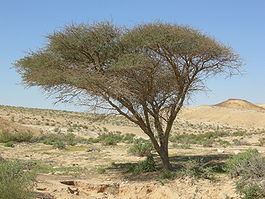 Дерево акации в пустыне Негев, Израиль.
