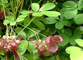 Akebia quinata. Общий вид цветущего растения